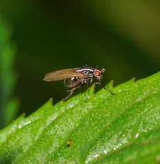 Poecilohetaerus aquilus