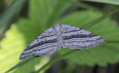 Scotopteryx coarctaria