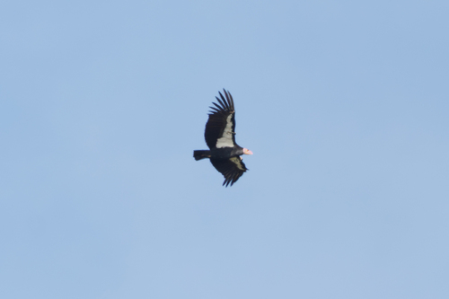 California Condor observed by omen_ak