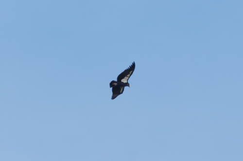 California Condor observed by omen_ak