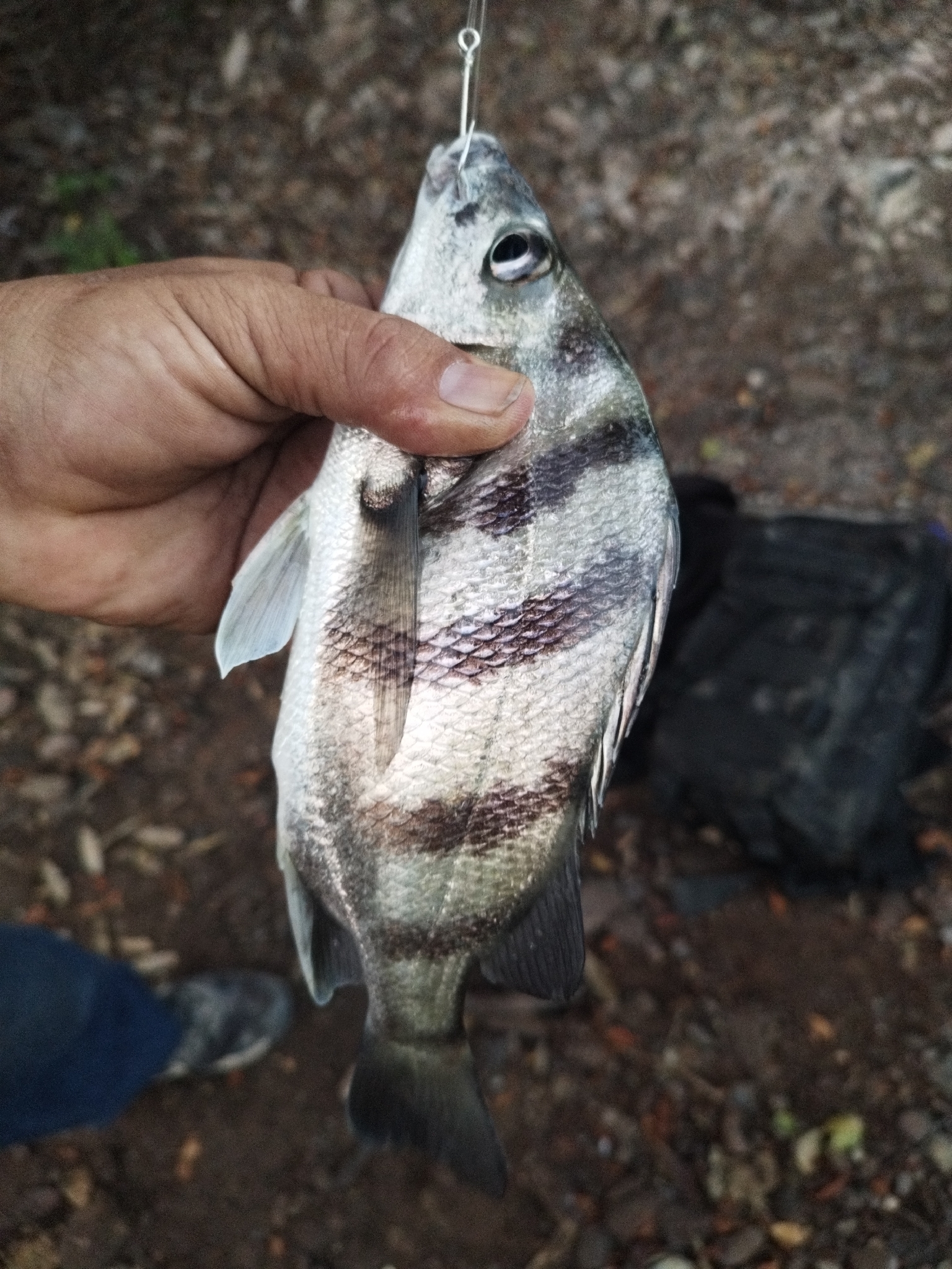 Longspine Grunt photo 2