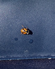 Hippodamia variegata