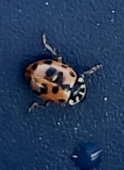 Hippodamia variegata