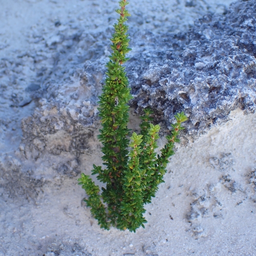 Saltwater Bush (Rachicallis americana)