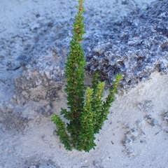 Rachicallis americana, photograph (c) Peter Burka, some rights reserved (CC BY-SA)