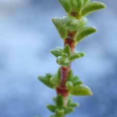 Rachicallis americana, photograph (c) Peter Burka, some rights reserved (CC BY-SA)
