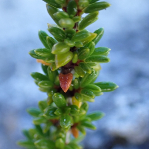 Rachicallis americana, photograph 6