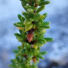 Rachicallis americana, photograph (c) Peter Burka, some rights reserved (CC BY-SA)