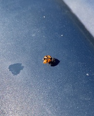 Hippodamia variegata