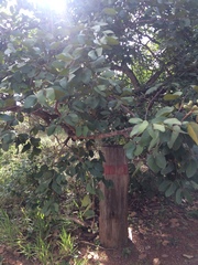 Hymenaea