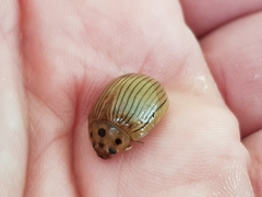 Paropsisterna intacta