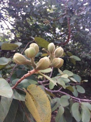 Hymenaea