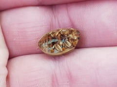 Paropsisterna intacta