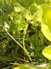 Ammoselinum butleri