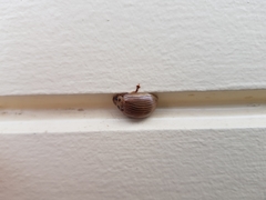 Paropsisterna intacta