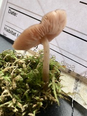 Pluteus plautus