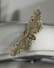 Eupithecia assimilata