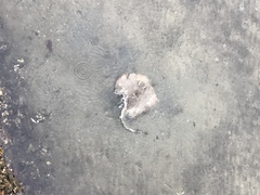 Trygonoptera testacea