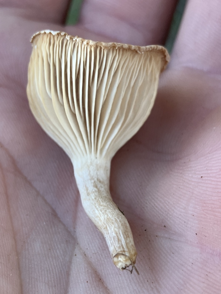 Clitocybe sp. 'CA02'
