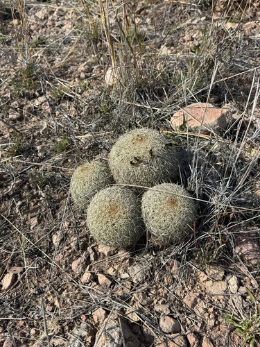 Coryphantha recurvata