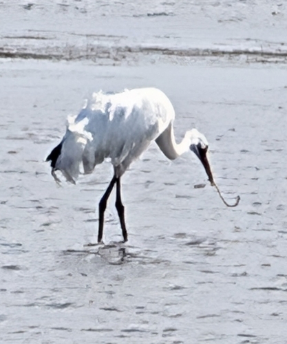 Whooping Crane (Grus americana), photo 8