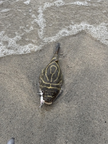 Rosenblatt's puffer (Sphoeroides rosenblatti) — Tetraodontidae