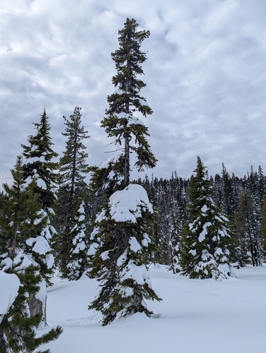 Mountain spruce