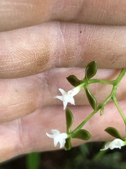 Epidendrum parviflorum