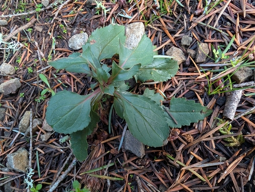 Cascade Beardtongue (Penstemon serrulatus)