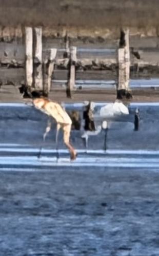 Whooping Crane (Grus americana), photo 10