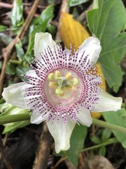 Passiflora adenopoda