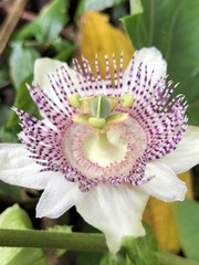 Passiflora adenopoda