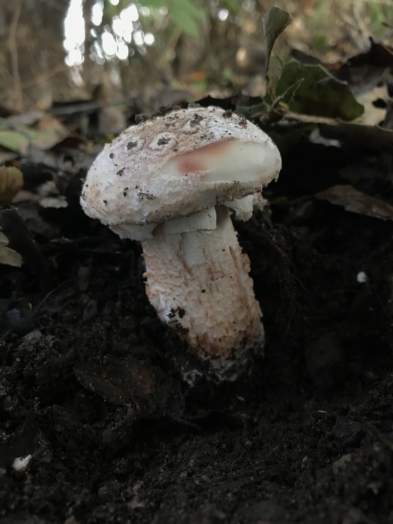 Amanita novinupta · January 2026 · photo: © paganka (iNaturalist, cc-by-nc)