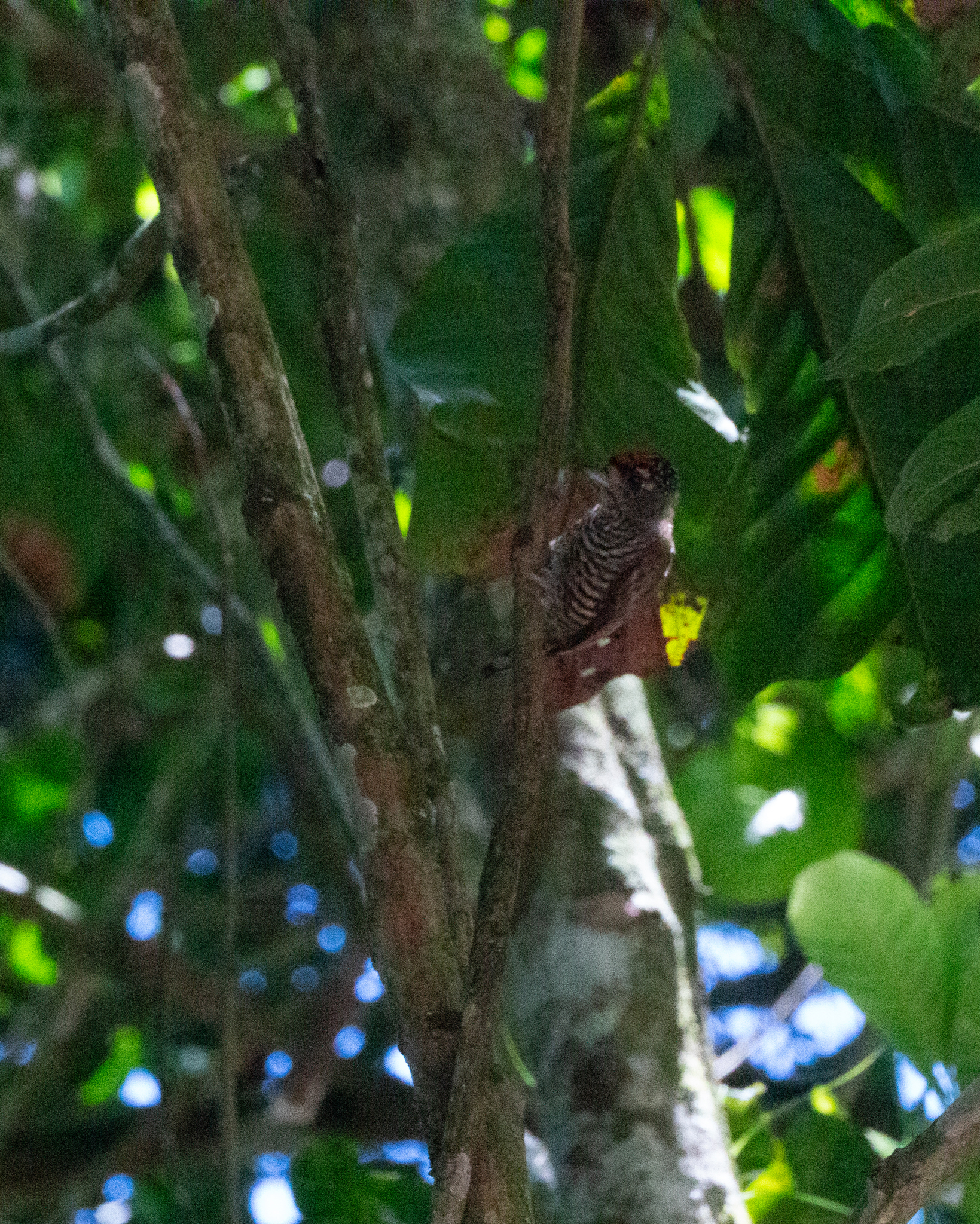 White-barred Piculet (Picumnus cirratus), photo 4