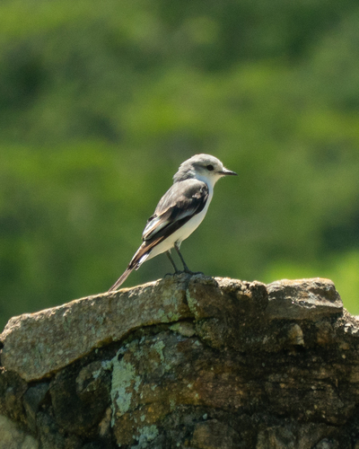 White-rumped Monjita (Xolmis velatus)