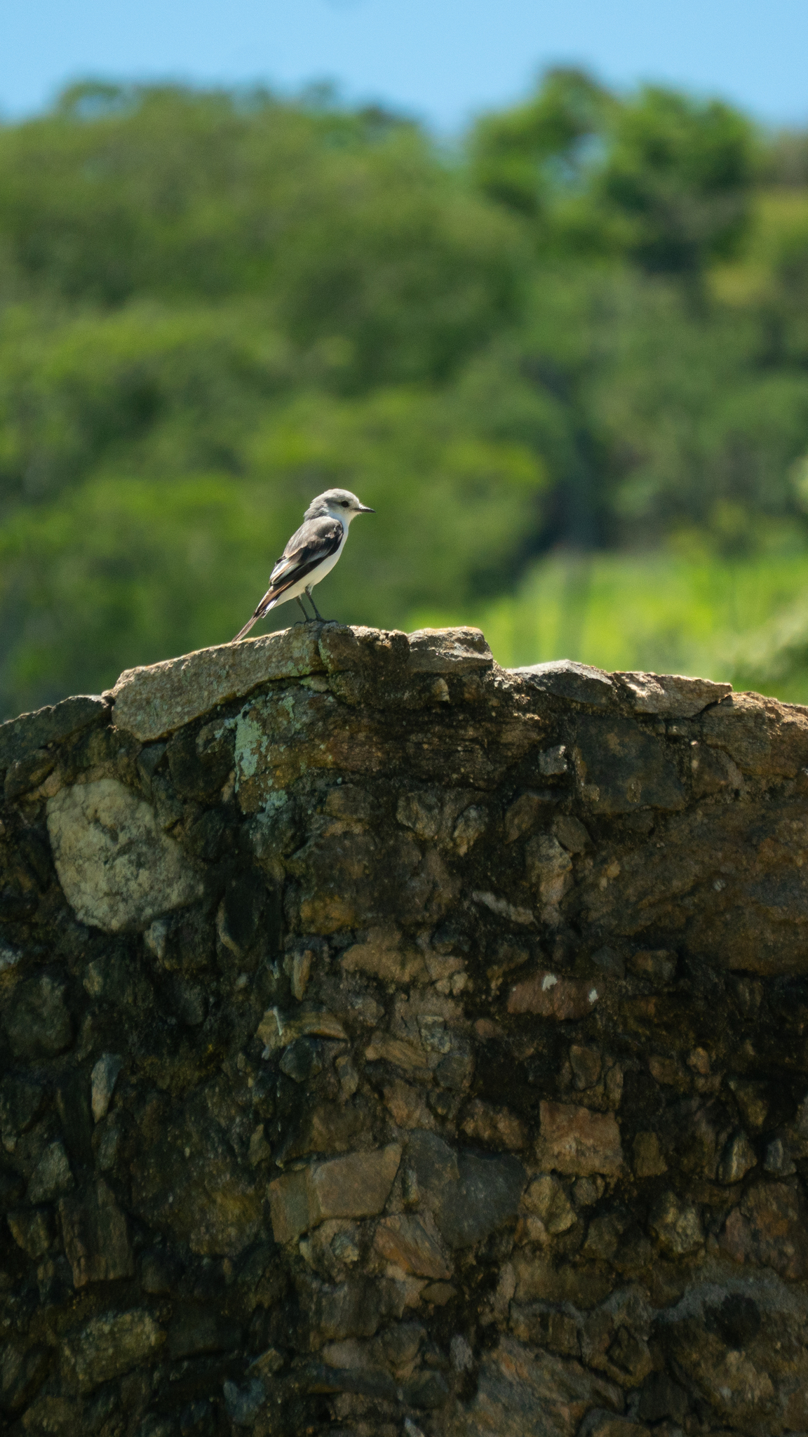 White-rumped Monjita (Xolmis velatus), photo 2