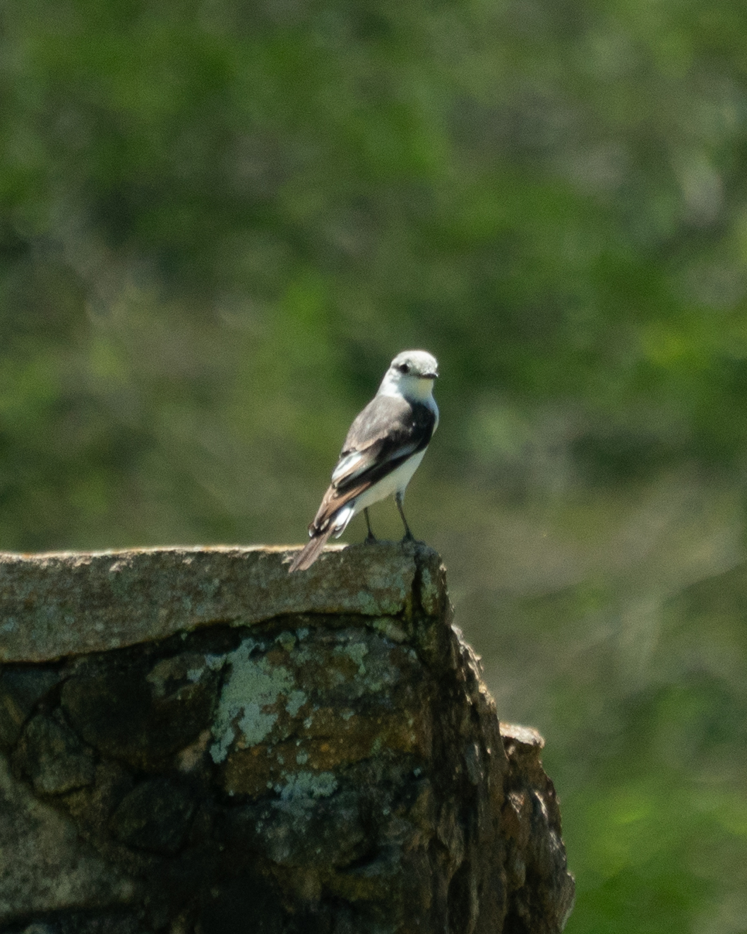 White-rumped Monjita (Xolmis velatus), photo 3