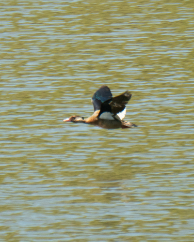 Brazilian Teal (Amazonetta brasiliensis), photo 7