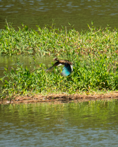 Brazilian Teal (Amazonetta brasiliensis), photo 8