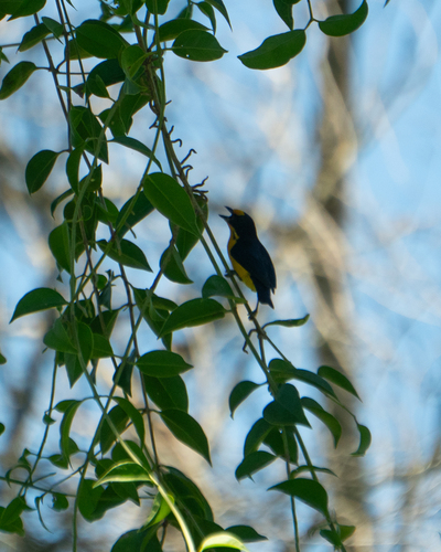 Violaceous Euphonia (Euphonia violacea), photo 2
