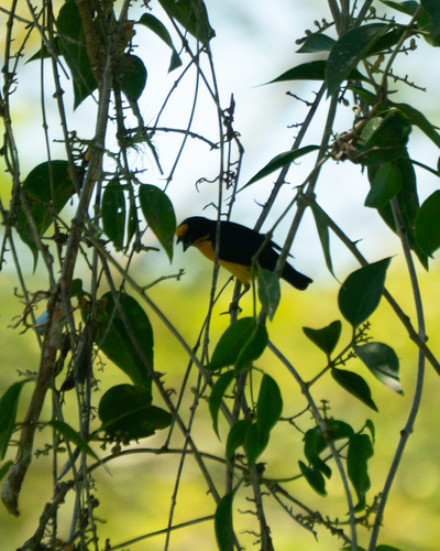 Violaceous Euphonia (Euphonia violacea), photo 9