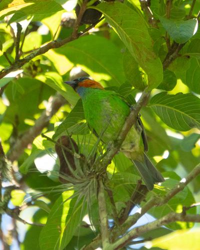 Red-necked Tanager (Tangara cyanocephala), photo 4