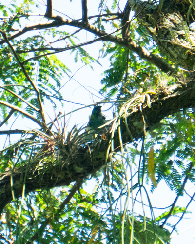 Green-headed Tanager (Tangara seledon), photo 4