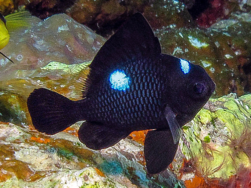 Damsel fish (Dascyllus trimaculatus) — Pomacentridae — 2