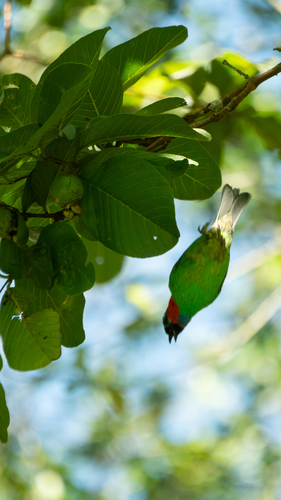 Red-necked Tanager (Tangara cyanocephala), photo 3