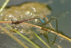 Oxyallagma dissidens