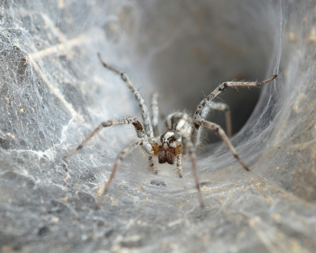 Funnel-Web Spider (Family Agelenidae) - The Firefly Forest