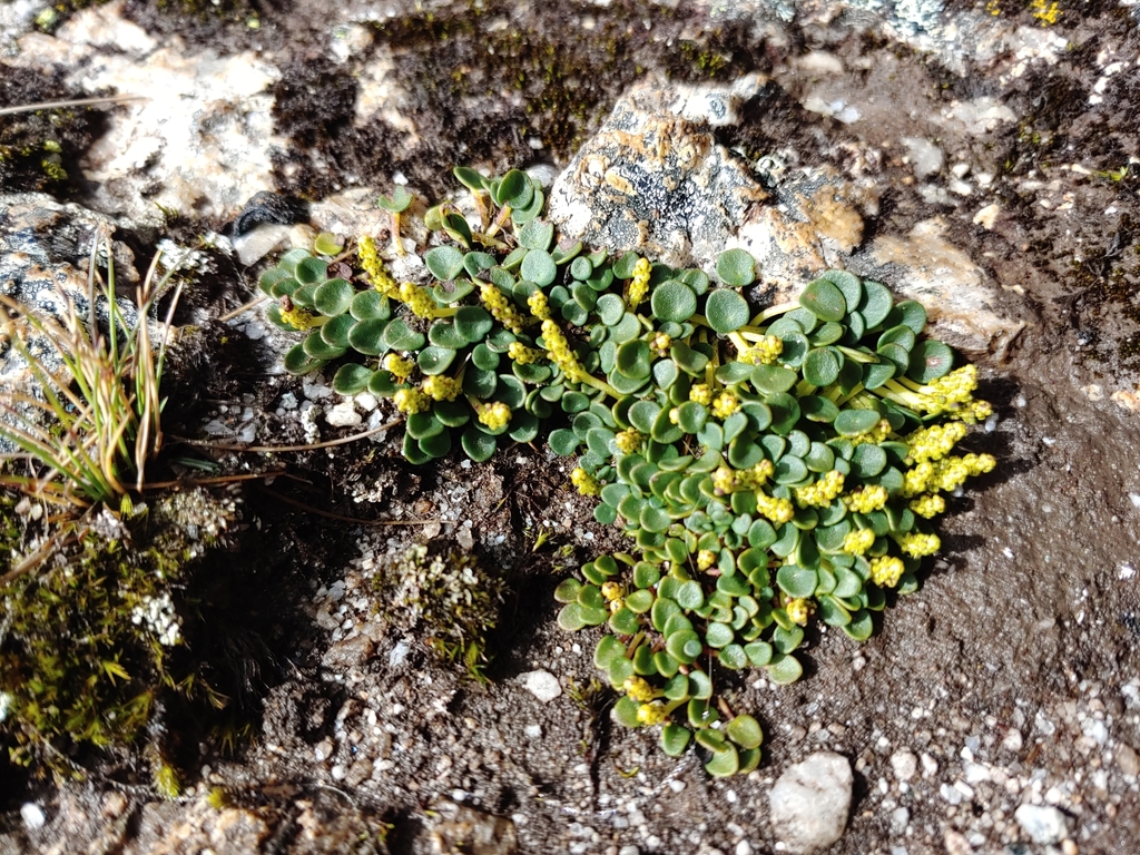 Tildenia