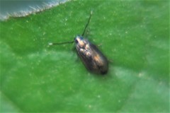 Cyphacma