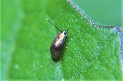 Cyphacma